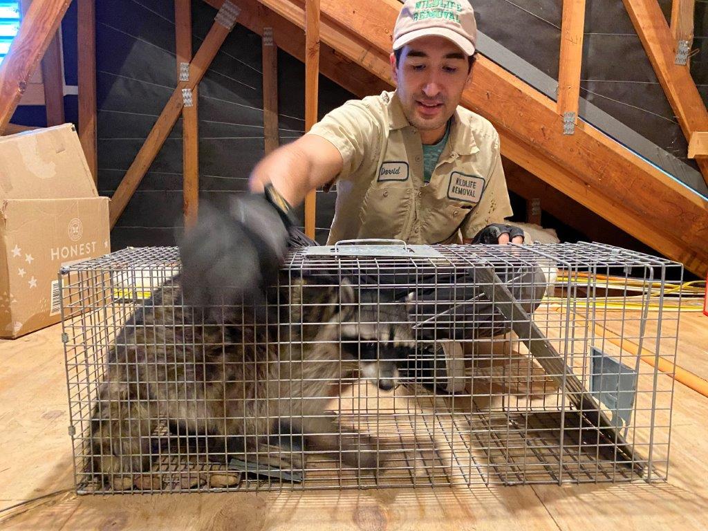 Seattle raccoon trapping